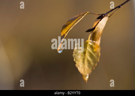 Birken Sie-Blätter, Mer Bleue Bog, Ottawa, Ontario, Kanada Stockfoto