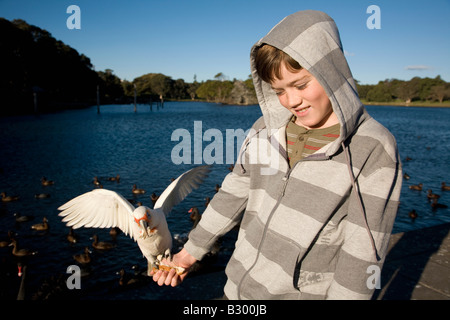 Zehn Jahre alter Junge Fütterung ein Corella Centennial Park Sydney New South Wales Australia Stockfoto