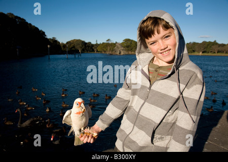 Zehn Jahre alter Junge Fütterung ein Corella Centennial Park Sydney New South Wales Australia Stockfoto