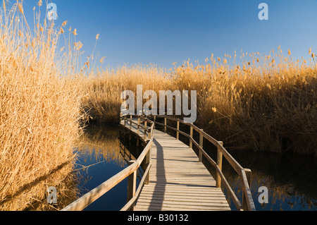 Azraq Wetland Reserve, Azraq, Jordanien Stockfoto