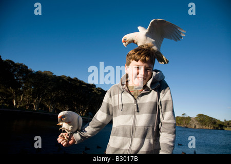 Zehn Jahre alter Junge Fütterung Corellas Centennial Park Sydney New South Wales Australien Stockfoto