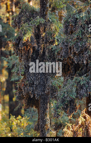 Monarchfalter auf Kiefer, Sierra Chincua Butterfly Sanctuary, Angangueo, Mexiko Stockfoto