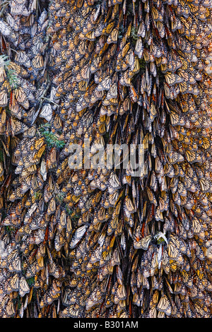 Monarchfalter auf Kiefer, Sierra Chincua Butterfly Sanctuary, Angangueo, Mexiko Stockfoto