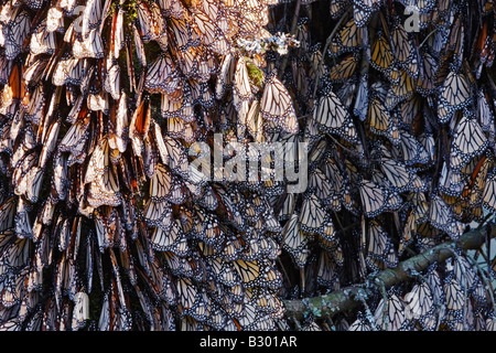 Monarchfalter auf Kiefer, Sierra Chincua Butterfly Sanctuary, Angangueo, Mexiko Stockfoto