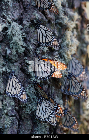 Monarchfalter auf Kiefer, Sierra Chincua Butterfly Sanctuary, Angangueo, Mexiko Stockfoto