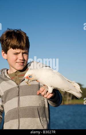 Zehn Jahre alter Junge Fütterung ein Corella Centennial Park Sydney New South Wales Australia Stockfoto