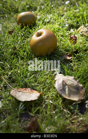 Äpfel im Herbst Stockfoto