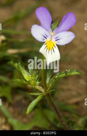 Wilde Stiefmütterchen (Viola Tricolor) auf Sanddüne Stockfoto