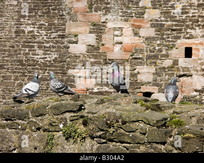 Vier wilde Tauben (Columba Livia) an den Wänden des Conwy Castle, Conwy, North Wales, UK Stockfoto