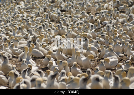 Basstölpel, Bonaventure Island Gaspe, Quebec, Kanada Stockfoto