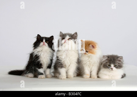 Persische Katze Kätzchen Stockfoto