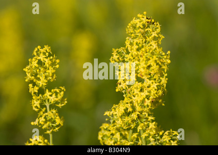 Blumen von lady's Labkraut, Galium verum Stockfoto