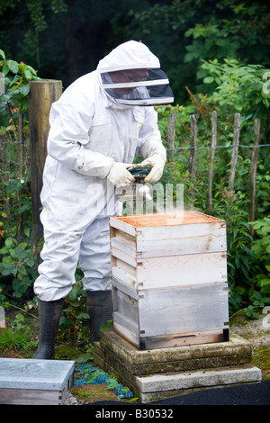 Rauchen einen Bienenstock der Honigbienen vor der Einnahme von Honig Kamm Stockfoto