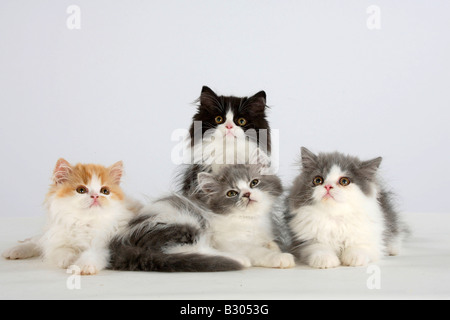 Persische Katze Kätzchen Stockfoto