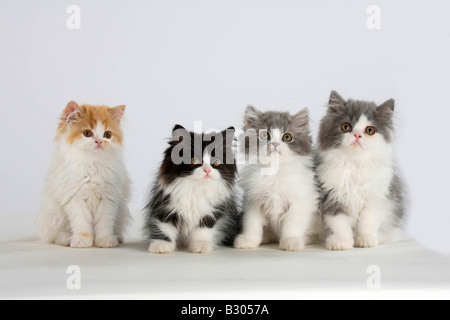 Persische Katze Kätzchen Stockfoto