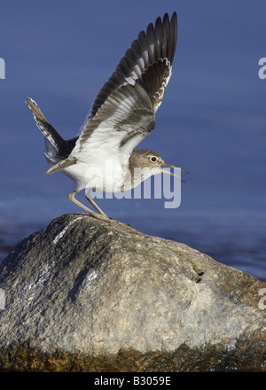 Flussuferläufer (Actitis Hypoleucos), alte Post mit der Aufforderung, Flügel angehoben Erwachsenen gehockt. Stockfoto