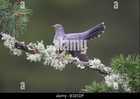 Kuckuck (Cuculus Canorus), Männchen auf Tannenzweig thront Stockfoto