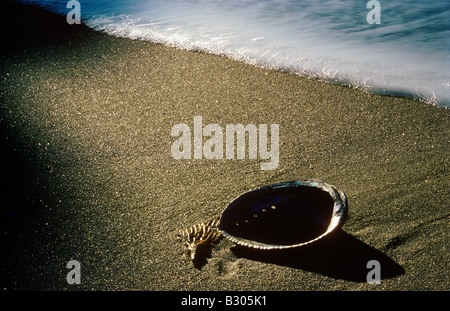 Abalone Muschel Haliotis Iris mit vorbeifahrenden Welle am Sandstrand Stockfoto