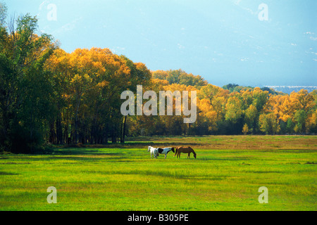 Pferde weiden auf grünen Wiesen in der Nähe von Colorado Rockies mit umliegenden Espe Bäume im Herbst Stockfoto