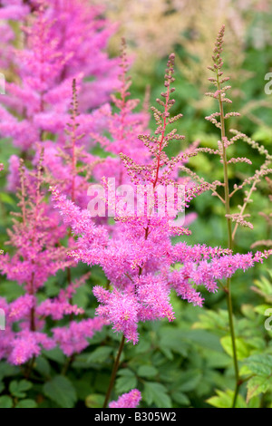 Astilbe Arendsii "Amethyst" Stockfoto