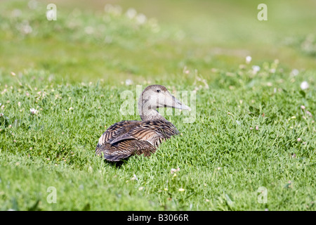 Weiblichen Eiderente (Somateria Mollissima) sitzen im Nest auf der Insel Mai, Schottland Stockfoto