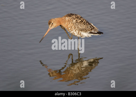 Schwarz-angebundene Uferschnepfe bei Minsmere Stockfoto