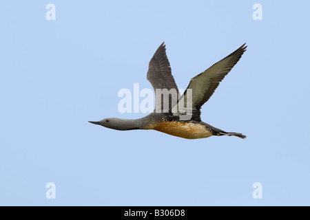 Roten throated Taucher im Flug Stockfoto