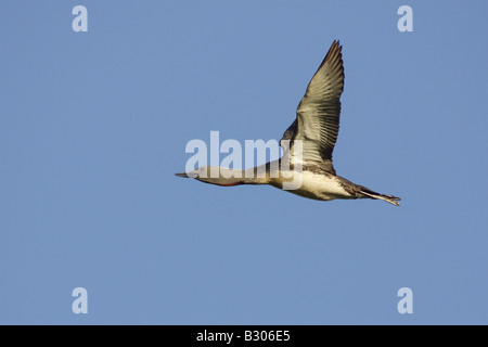 Red-Throated Diver im Flug Stockfoto