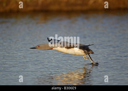 Red-Throated Diver ausziehen Stockfoto