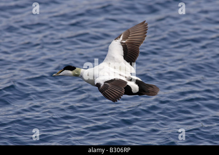 Männliche gemeinsame Eiderente im Flug Stockfoto