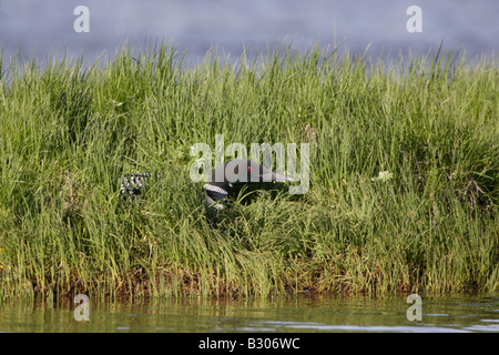 Großen nördlichen Taucher auf nest Stockfoto