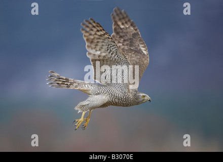 Habicht (Accipiter Gentilis), Erwachsene im Flug Stockfoto