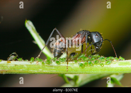 Ameise, Camponotus Cruentatus. Melken Blattläuse Stockfoto