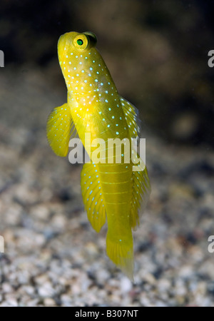 Gelbe Garnelen Grundel, Cryptocentrus Cinctus, Indo-Pazifik, Gobidae Stockfoto