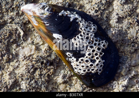 Seepocken auf eine "gemeinsame Miesmuschel" Stockfoto