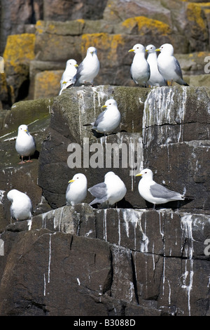 Cliffside Common Gull (Larus Canus) Kolonie Felswand auf Isle of kann abseits der Küste von Fife Schottland Stockfoto