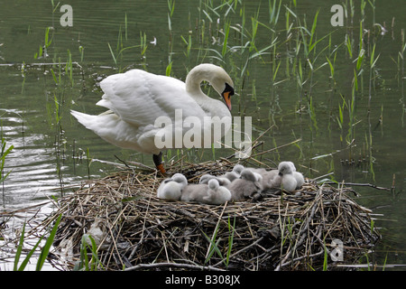 Höckerschwan auf Nest mit Cygnets Stockfoto