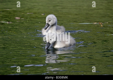 Höckerschwan Cygnets Stockfoto