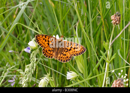 Kleine Perle umrahmten Fritillary Stockfoto