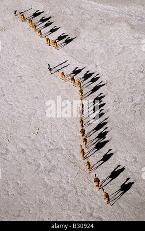 Djibouti, Lake Assal. Eine Ferne Kamel Karawane überqueren die Salinen von Lake Assal, wie Schatten am späten Nachmittag verlängern. Stockfoto