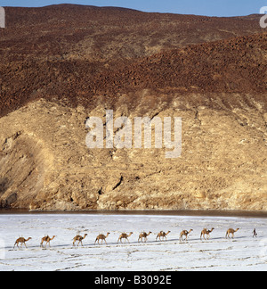 Djibouti, Lake Assal. Eine Ferne Kamel-Karawane überquert die Salinen von Lake Assal, wie Schatten in der späten Nachmittagssonne verlängern. Stockfoto