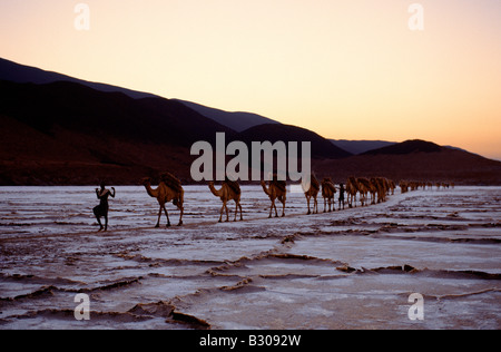 Djibouti, Lake Assal. Eine Ferne Kamel-Karawane verlässt Lake Assal bei Tagesanbruch. Bei 509 Fuß unterhalb des Meeresspiegels ist Lake Assal die niedrigste Stockfoto