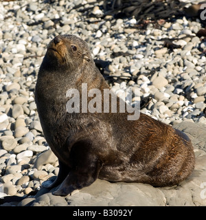 Seebär ausruhen und beobachten (Bild 1 von 3), Kaikoura, Neuseeland Stockfoto