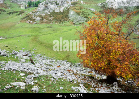 Buche bei Picos de Europa Gebirge Spanien Stockfoto