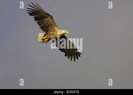 Seeadler (Haliaeetus Horste) im Flug Stockfoto