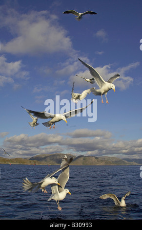 Silbermöwe (Larus Argentatus), Fetzen kleine Herde von Fisch ernähren Stockfoto