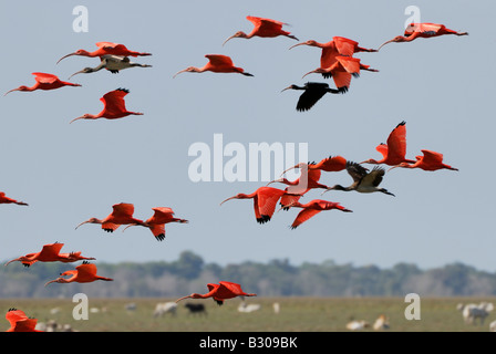 Schwarm von Scarlet Ibis fliegen, Eudocimus Ruber, LOS LLANOS, Venezuela, Südamerika Stockfoto