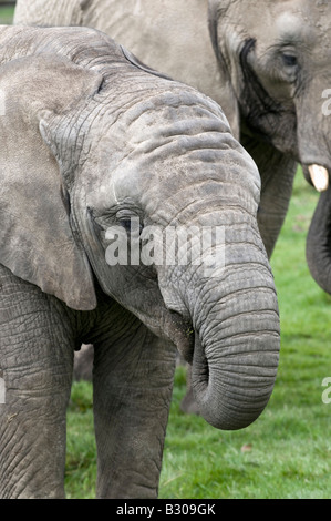 Juvenile afrikanischer Elefant Stockfoto