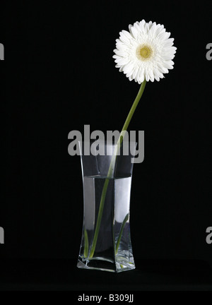 Weiße Gerbera Blumen in einer Glasvase auf einem schwarzen Hintergrund Stockfoto