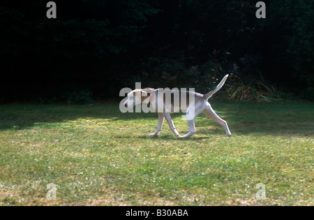 Beagle 5 Monate alten Welpen im Garten Stockfoto